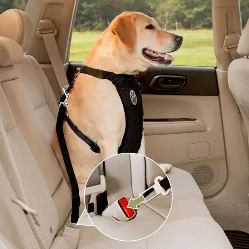 Pet Harness with Lead – Secure, Comfortable and Perfect for Travel